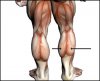 Calves-1-300x244.jpg
