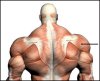 Rear-Delt-300x243.jpg